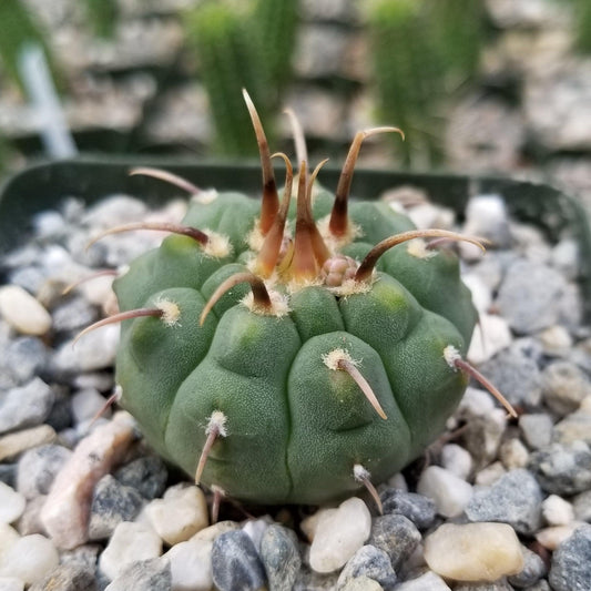Gymnocalycium vatteri paucispinum