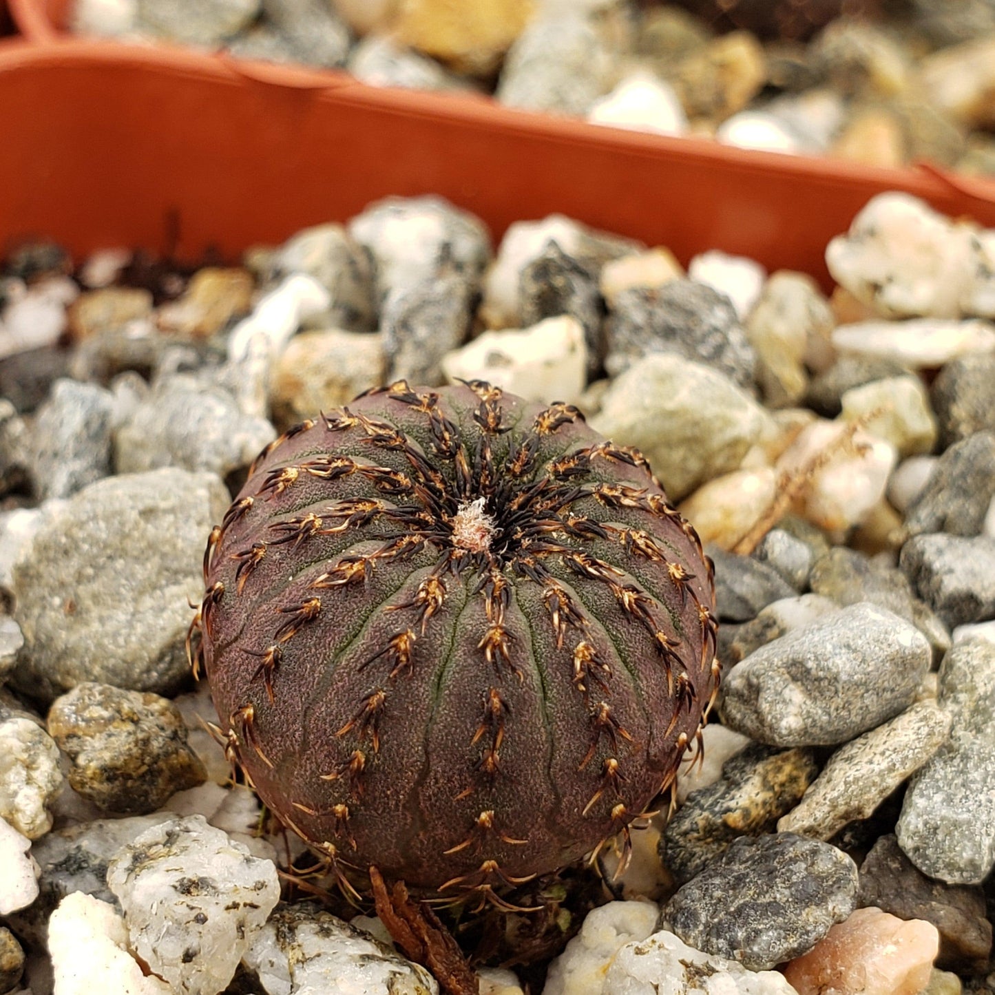 Frailea castanea
