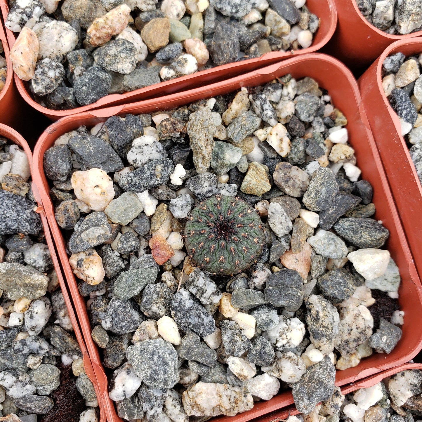 Frailea castanea
