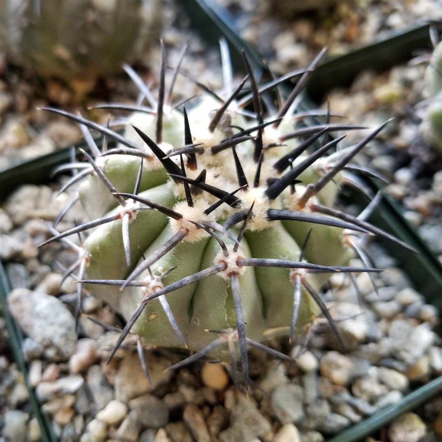 Copiapoa lembckei