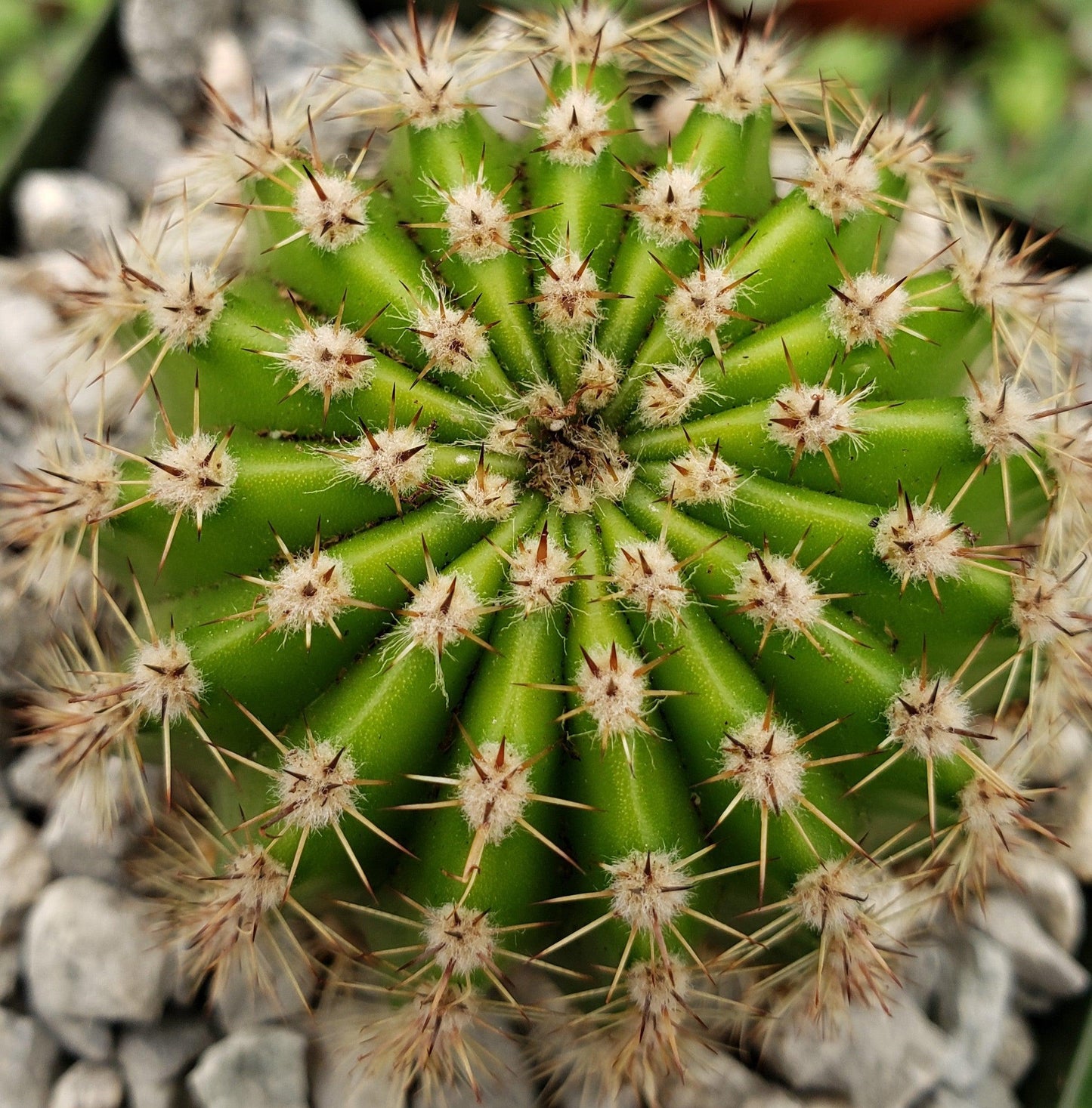 Easter Lily Cactus 'Echinopsis oxygona'
