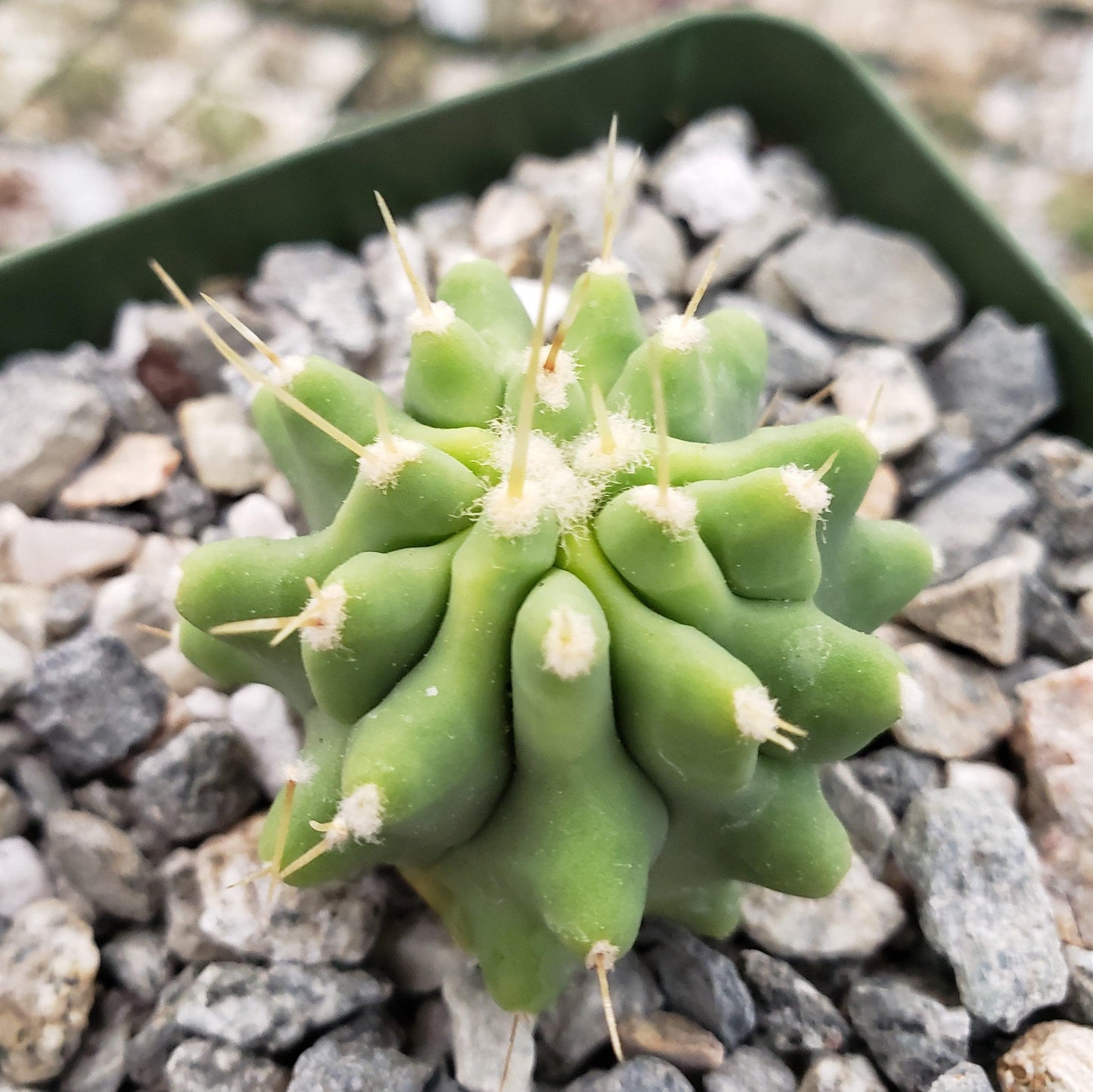 Ferocactus glaucescens 'inermis'