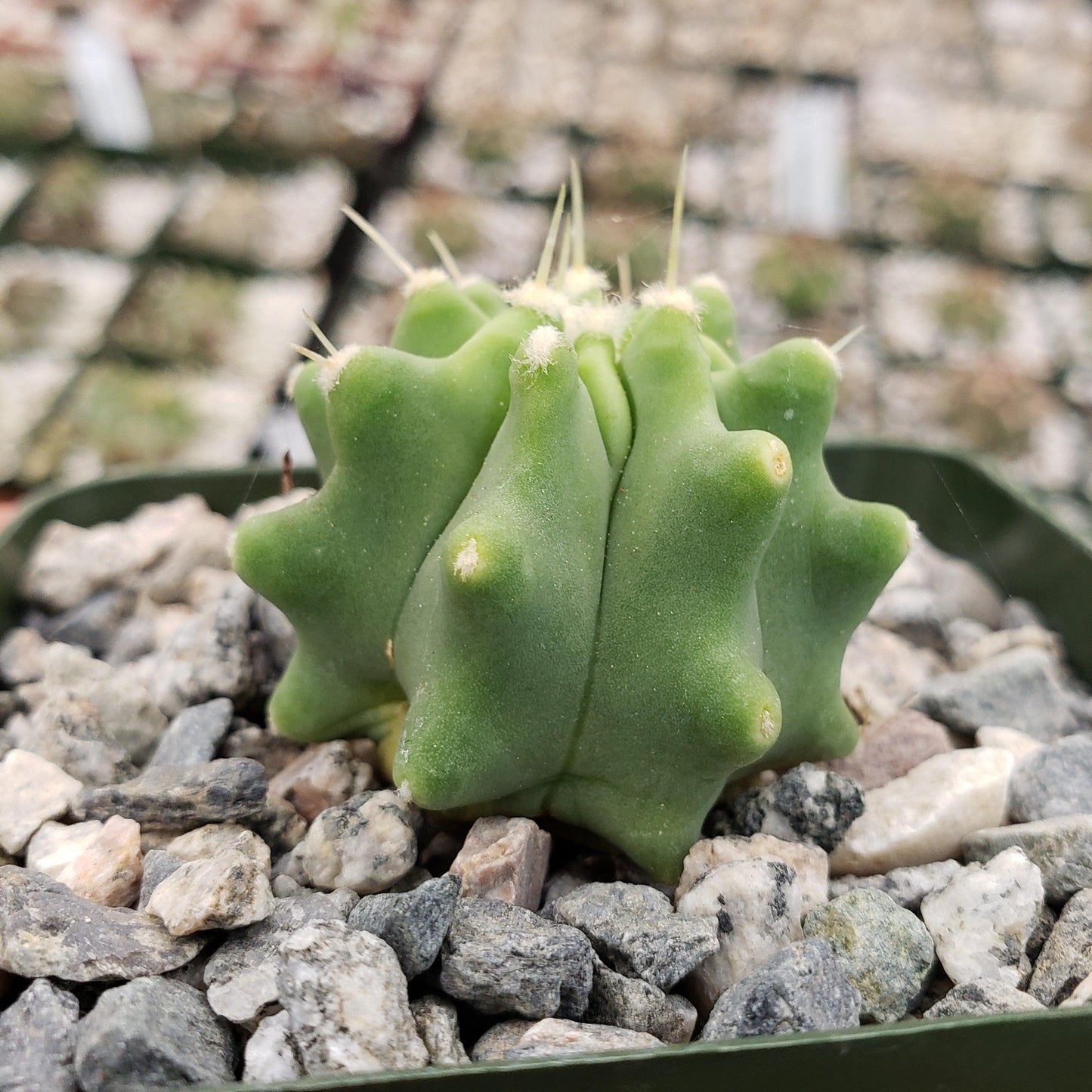 Ferocactus glaucescens 'inermis'