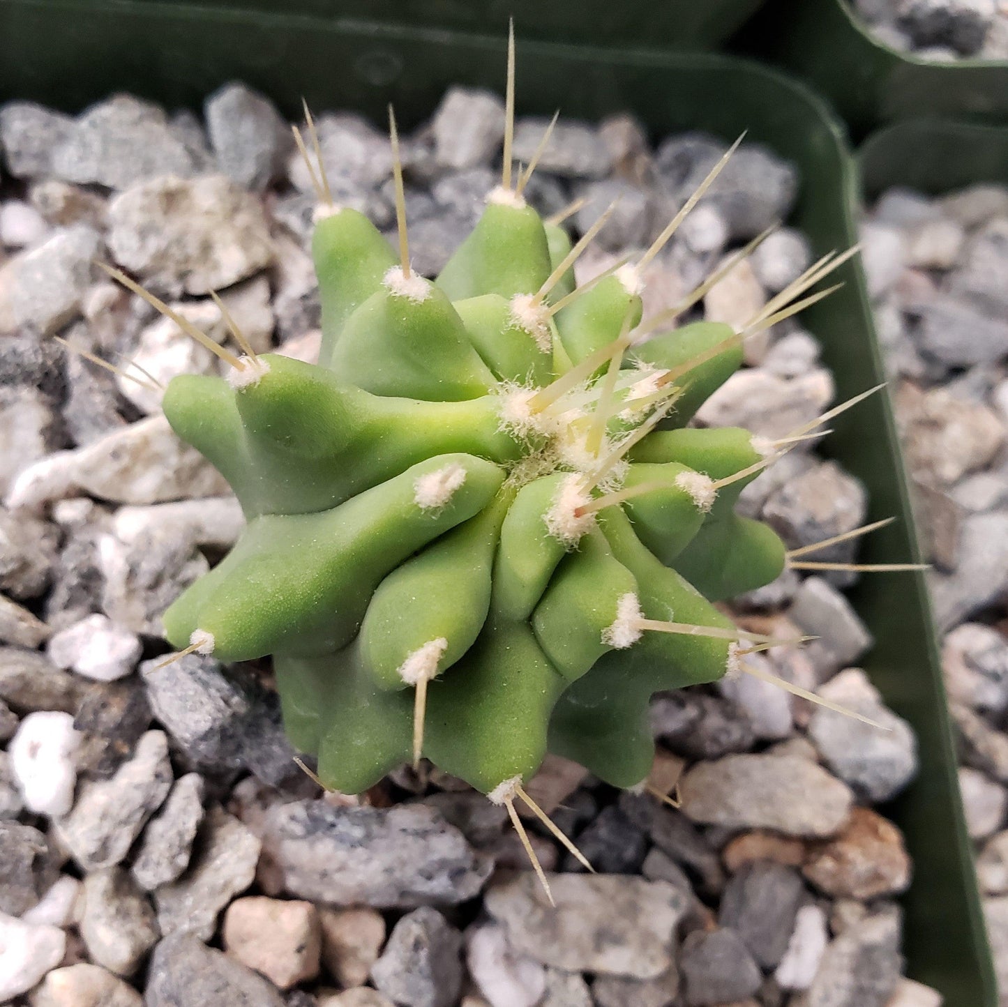 Ferocactus glaucescens 'inermis'