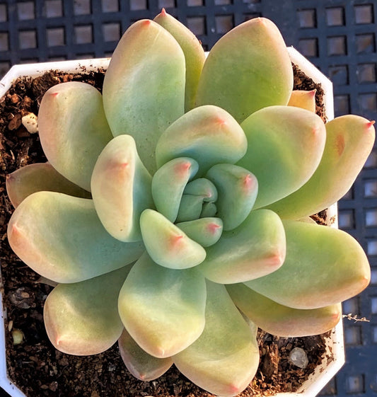 Echeveria girl talk