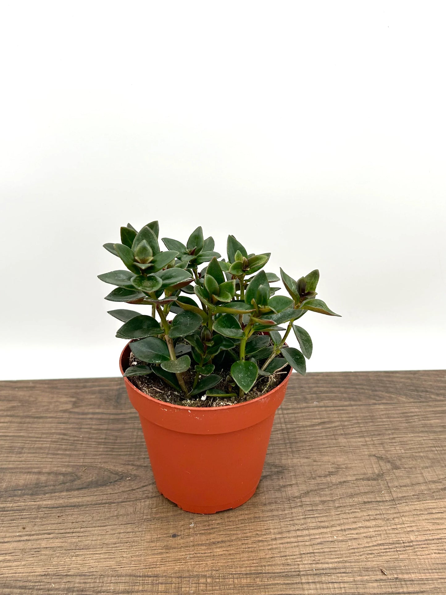 Goldfish Plant - Nematanthus Gregarius