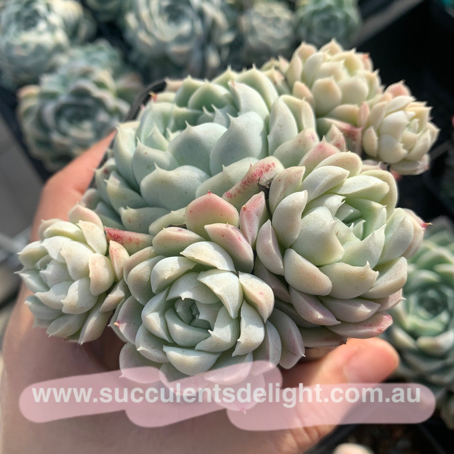 Echeveria Elegans Alba aka White Elegans 阿尔巴白月影