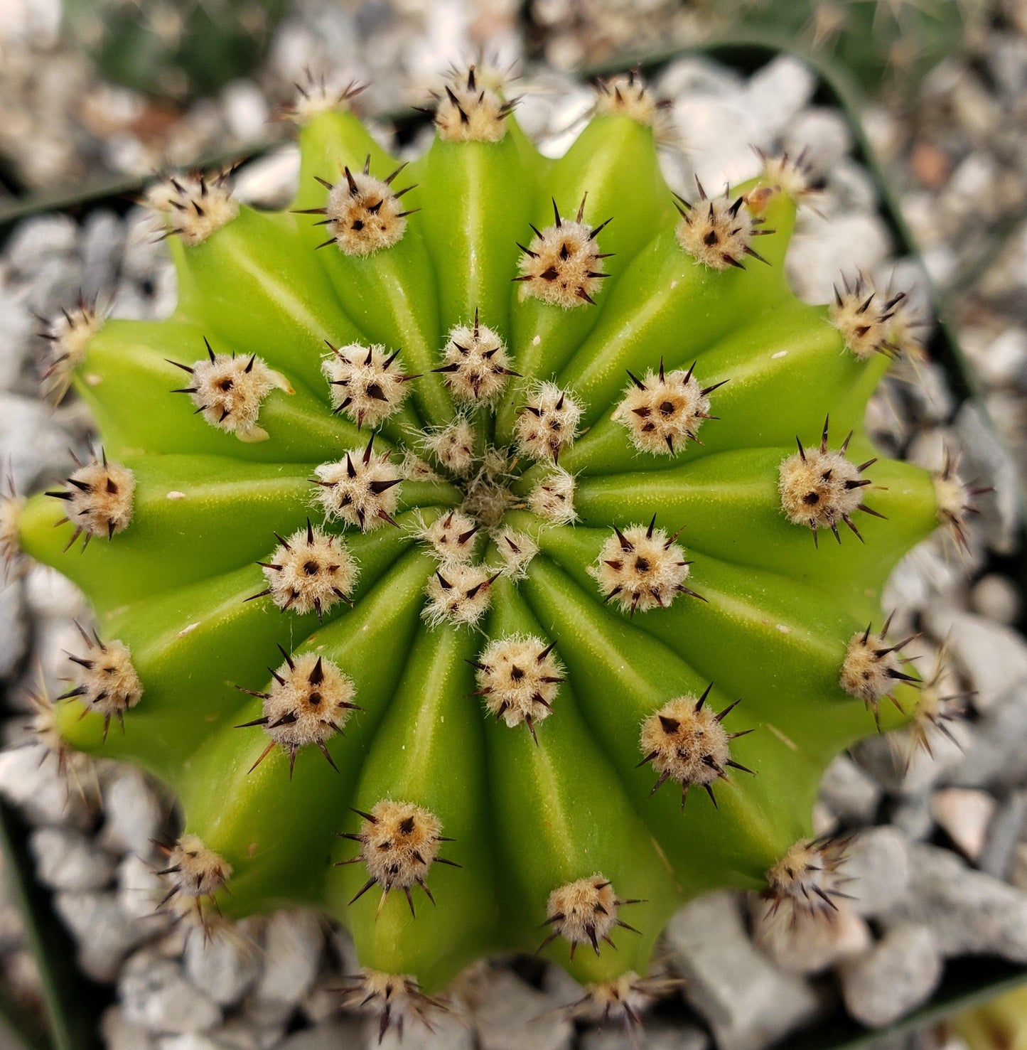 Easter Lily Cactus 'Echinopsis oxygona'