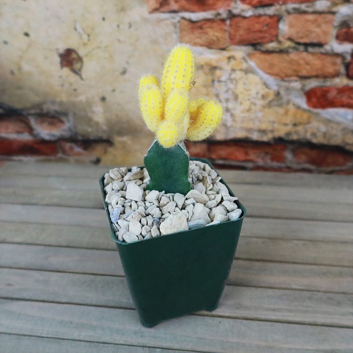 Chamaecereus lutea grafted Large