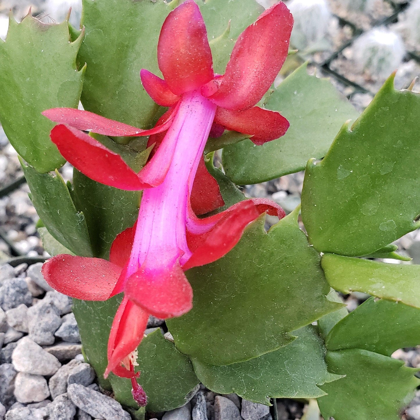 Red Thanksgiving Cactus 'Schlumbergera truncata'