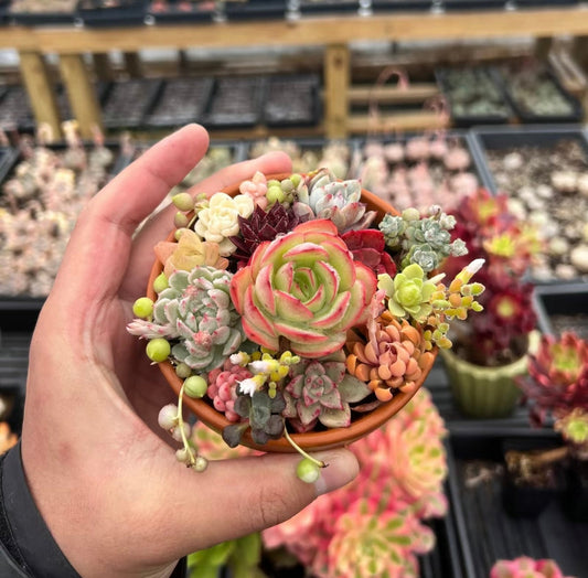 Succulent potted plants