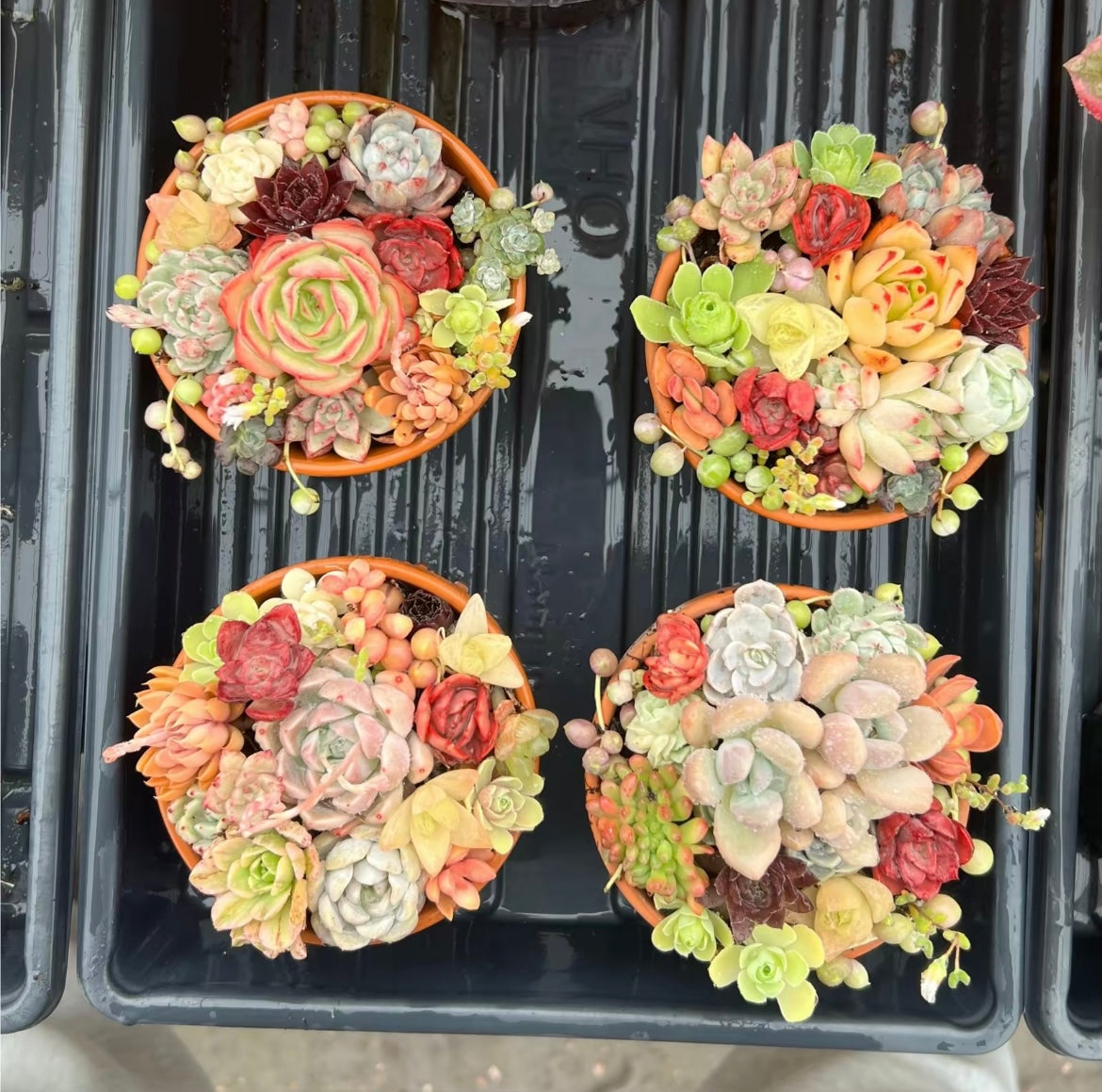 Succulent potted plants