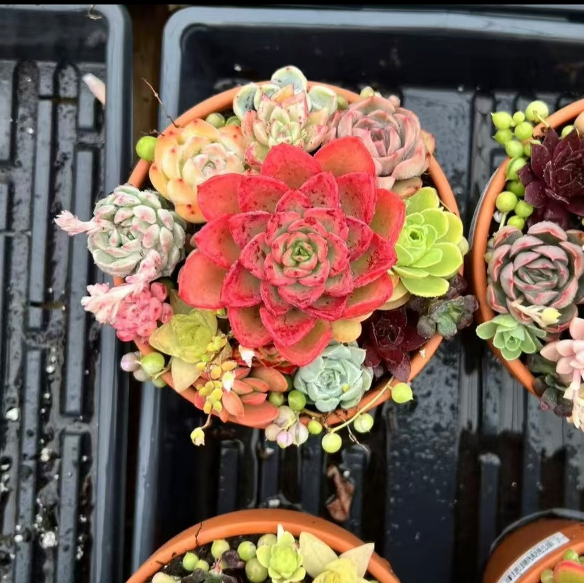 Succulent potted plants