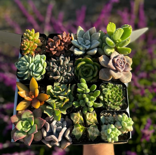 Succulent plant combination set 16pcs