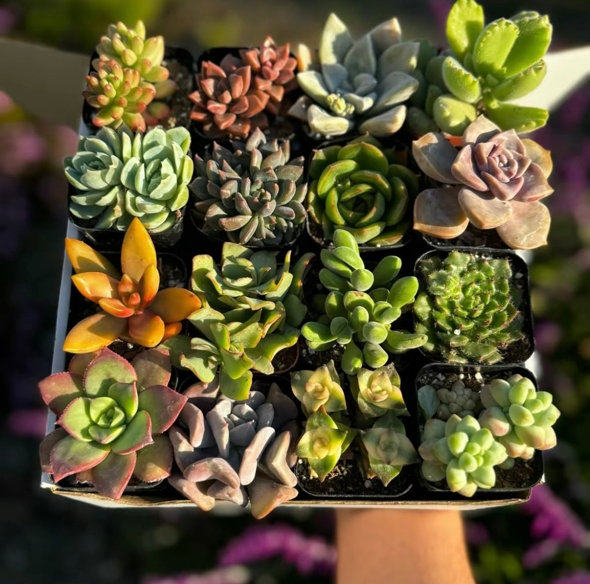 Succulent plant combination set 16pcs