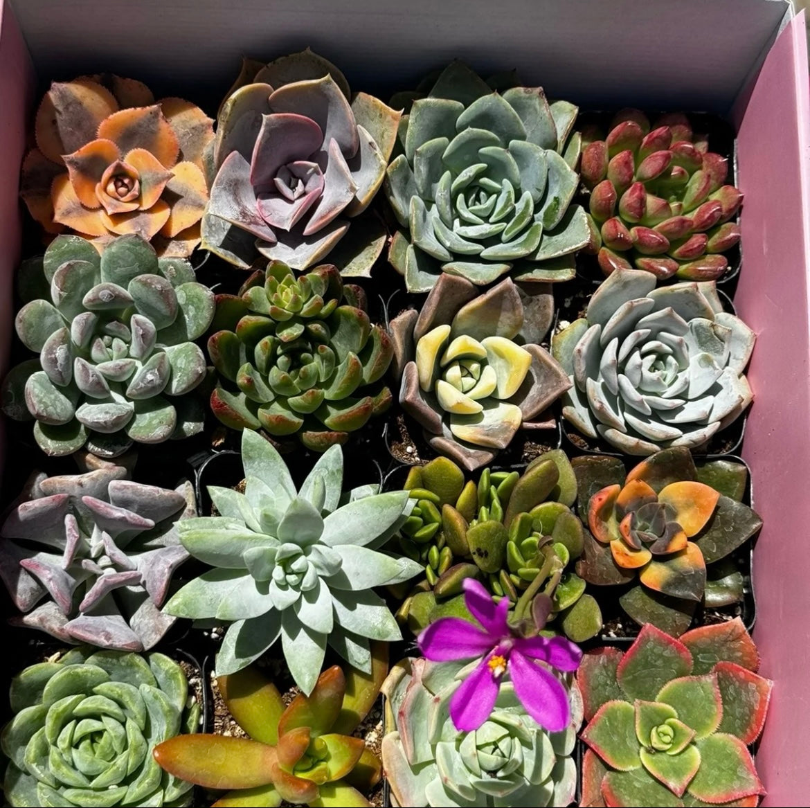 Succulent plant combination set 16pcs