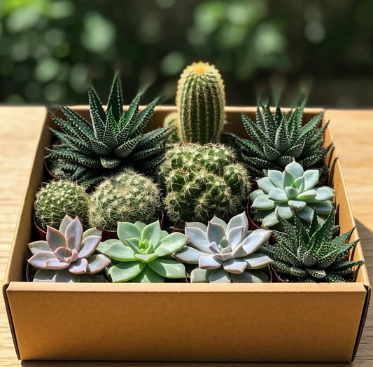 Plant combination 11-piece set