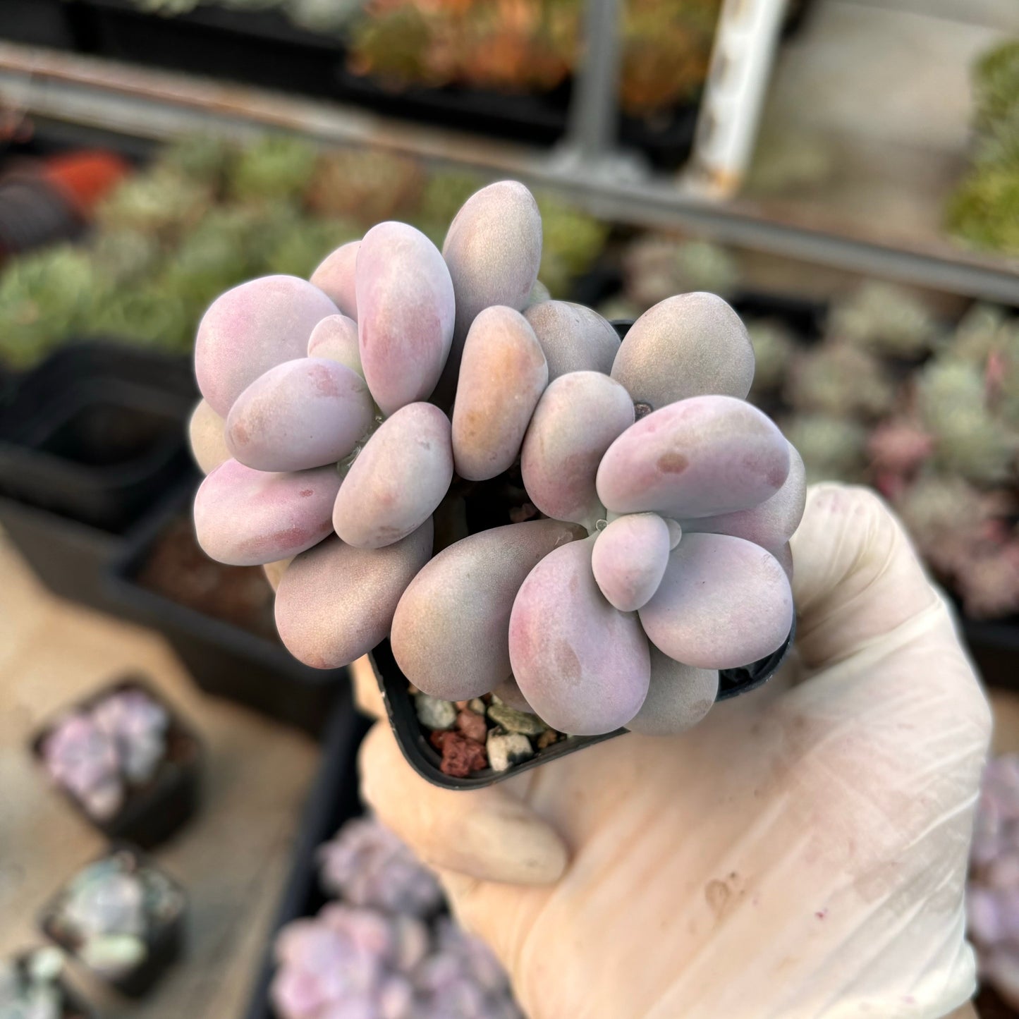 Specail！Graptopetalum Amethystinum Lavender Pebbles 桃蛋