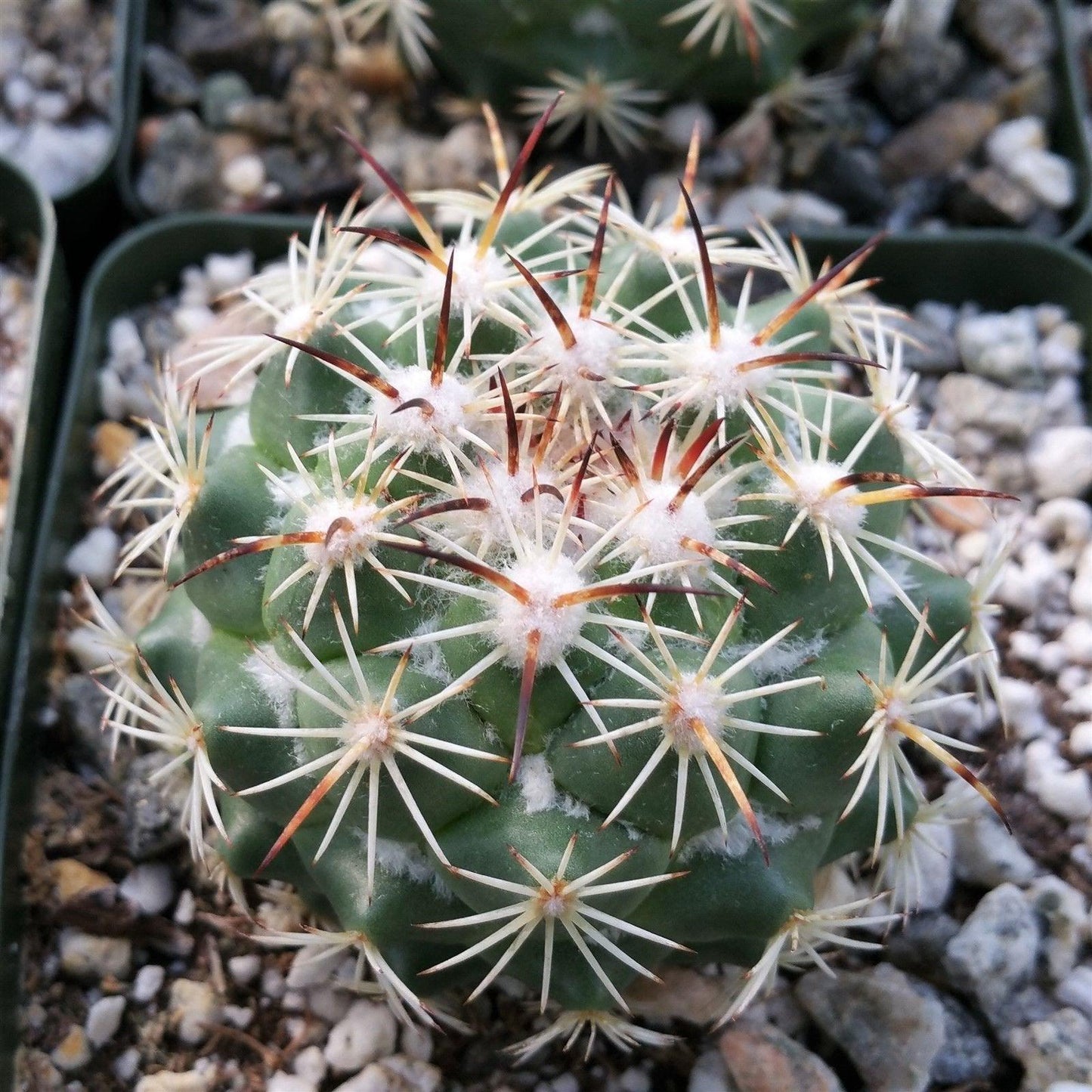Coryphantha calipensis