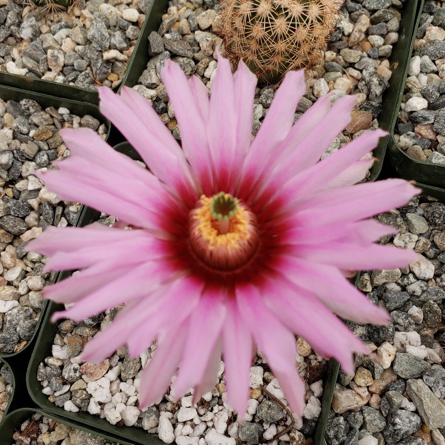 Echinocereus Fitchii