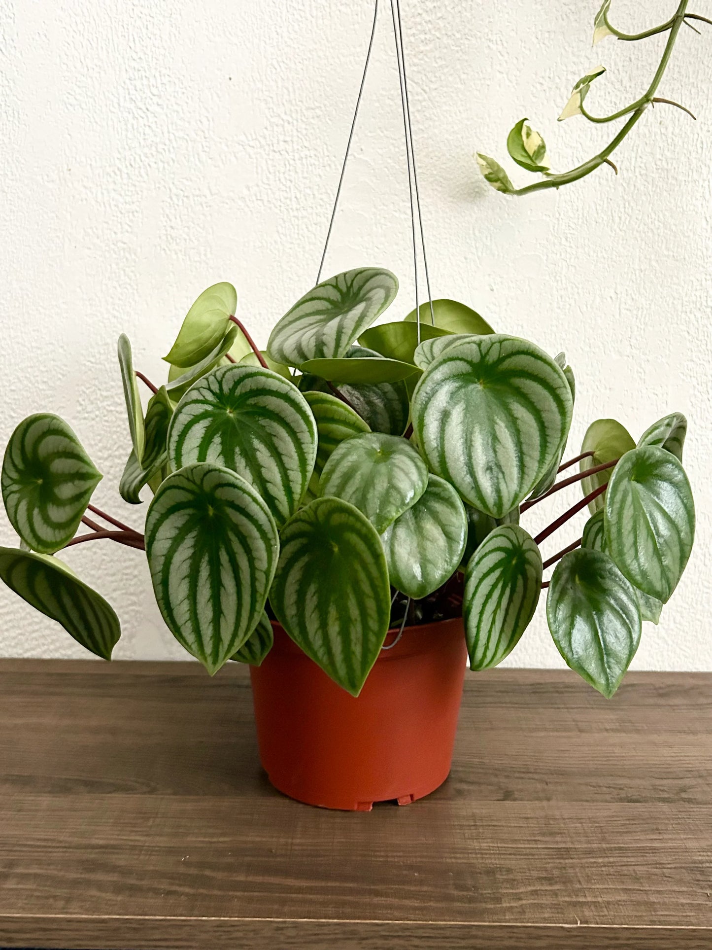 Live Peperomia Watermelon House Plant - In 6” Hanging Pot
