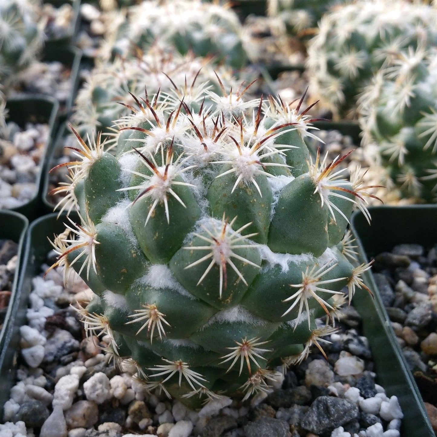 Coryphantha calipensis