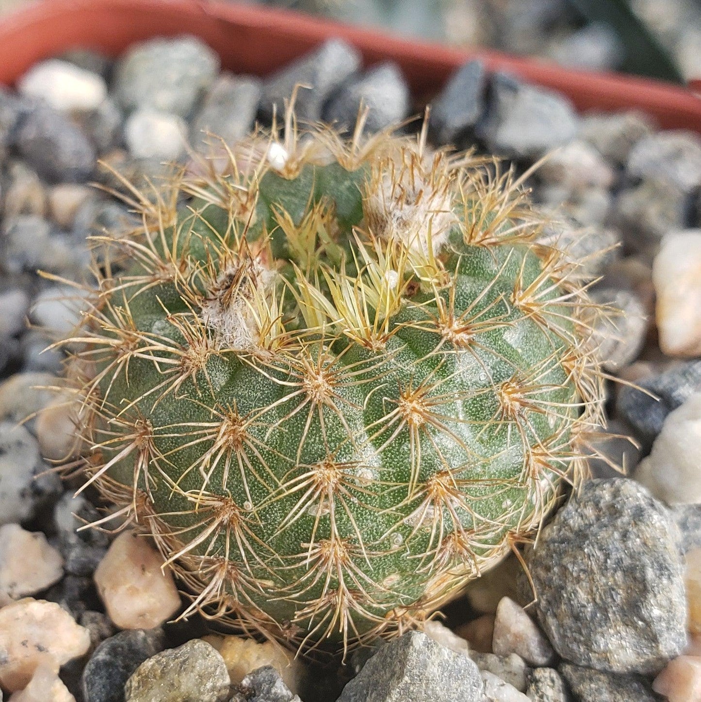 Frailea heliosa