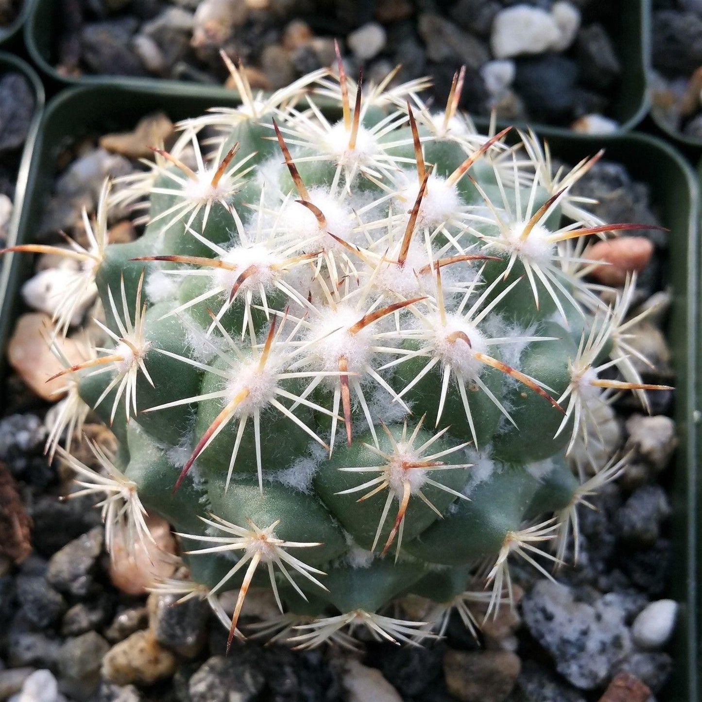 Coryphantha calipensis