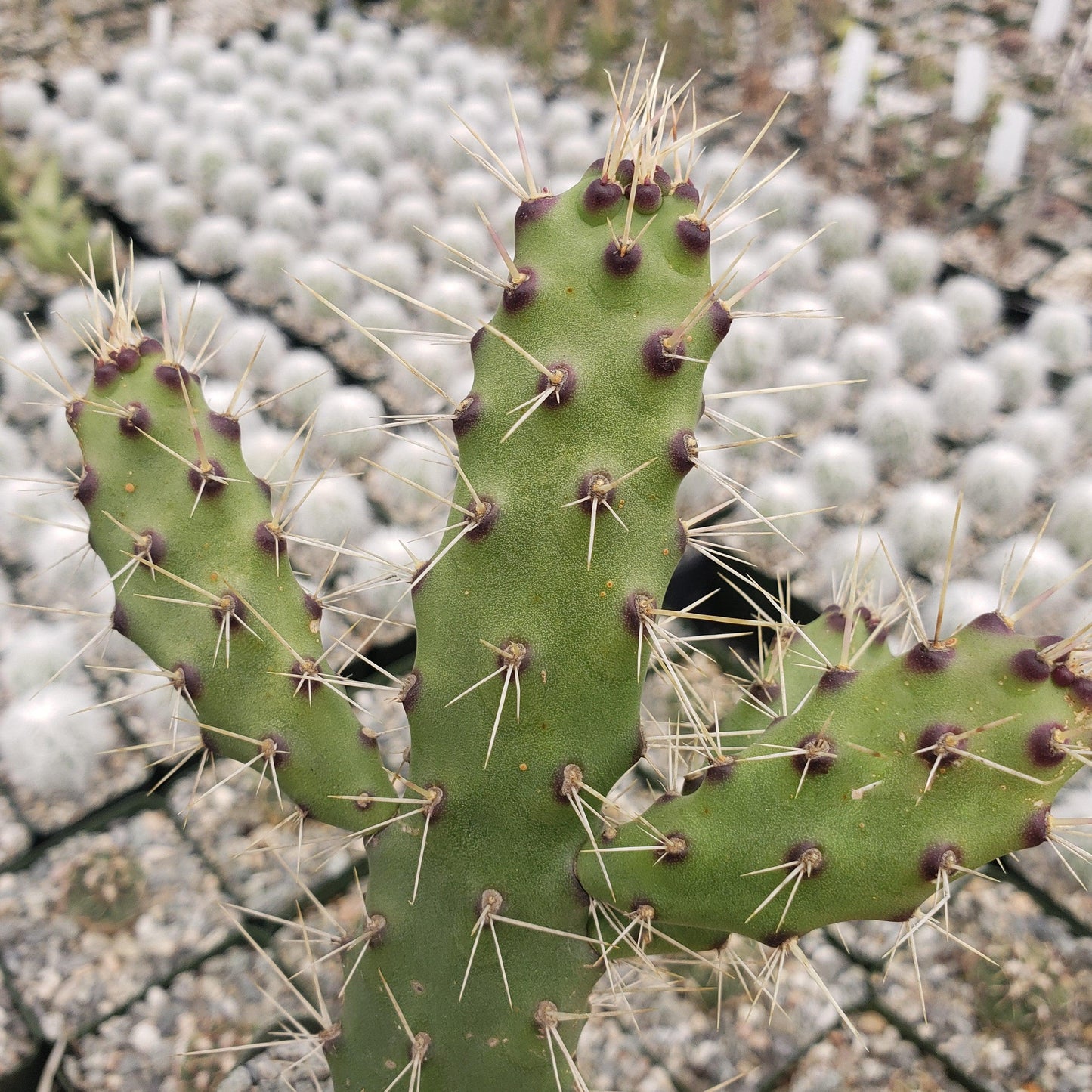 Opuntia consolea falcata