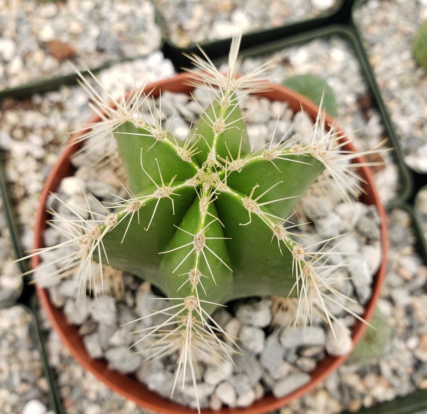 Stenocereus dumortieri