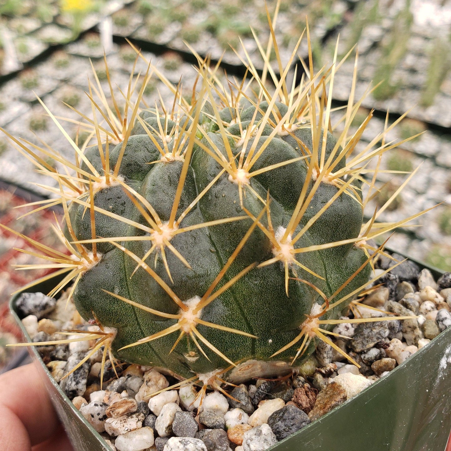 Lobivia Echinopsis maximiliana charazanensis