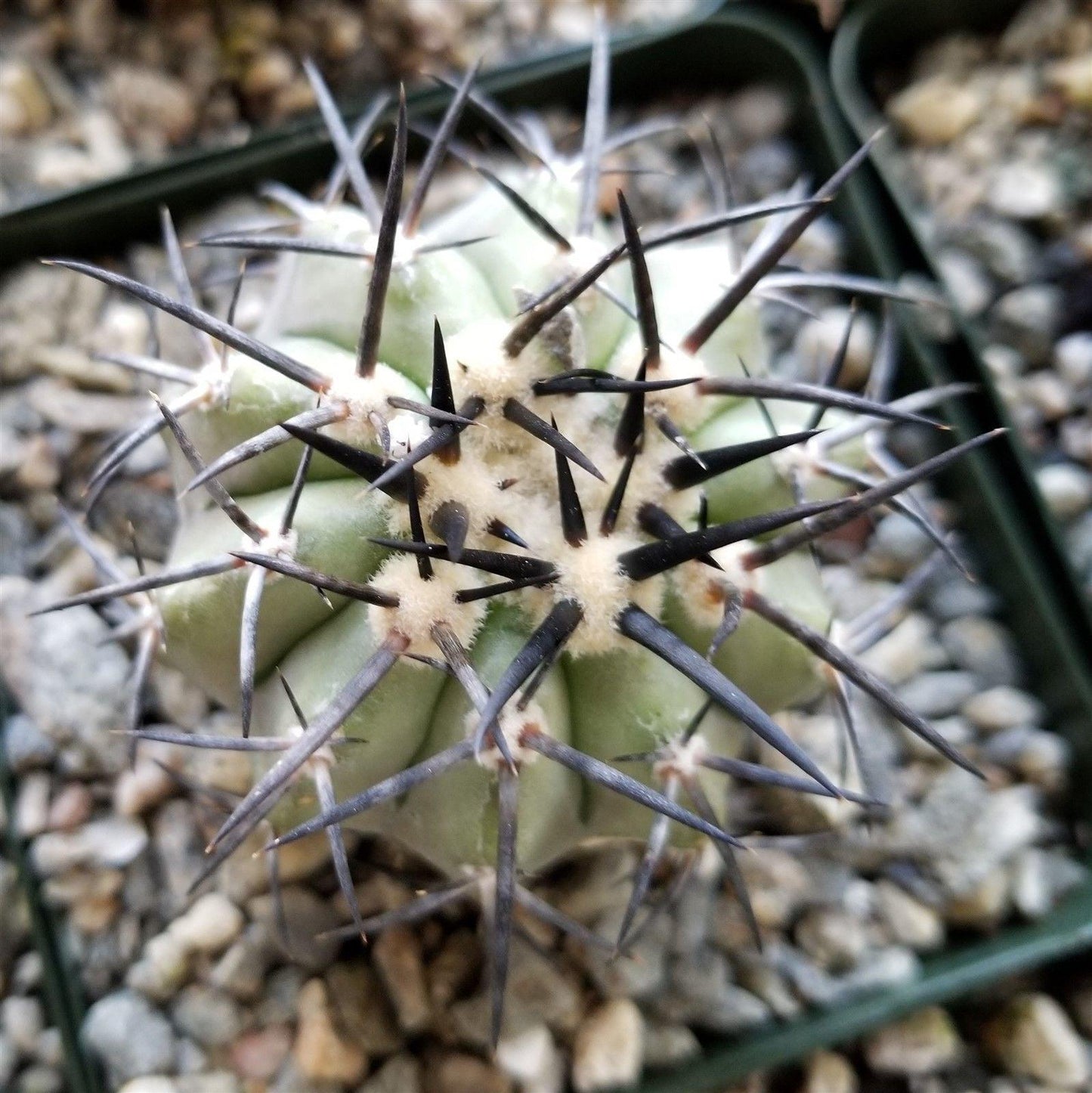 Copiapoa lembckei