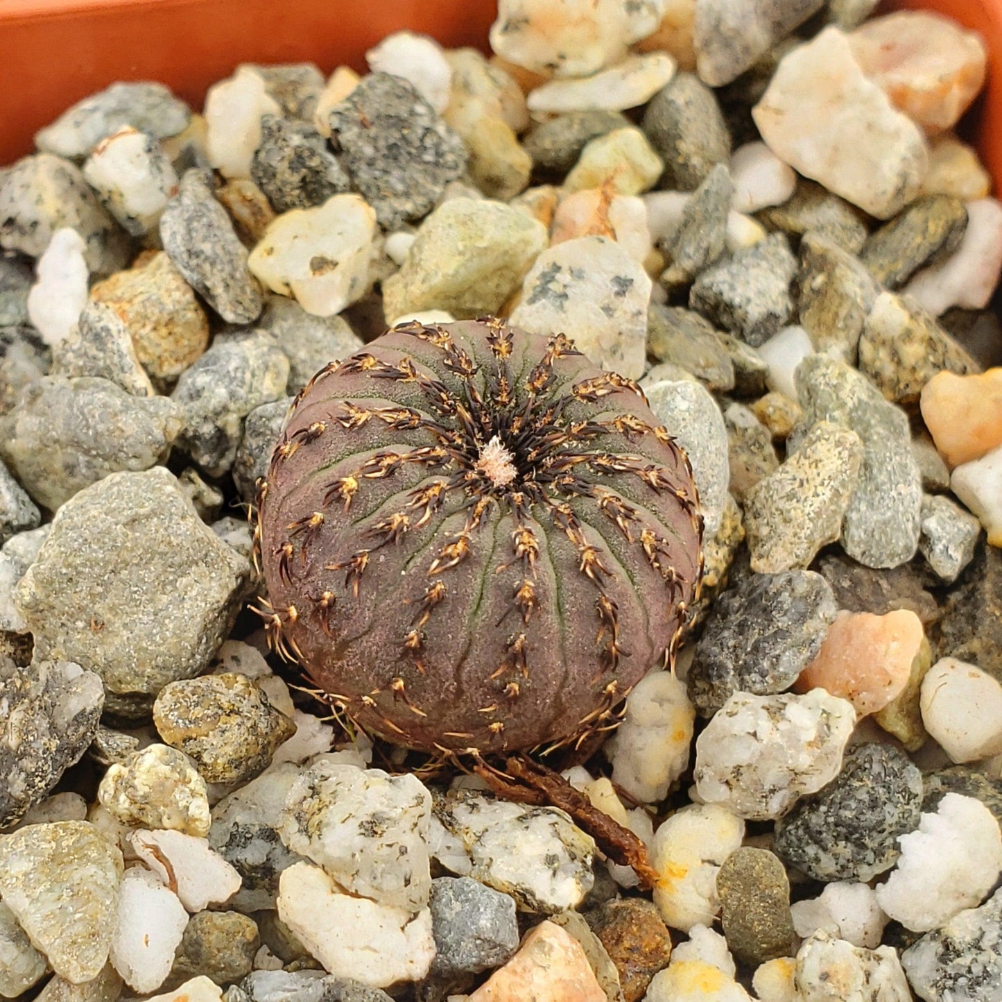 Frailea castanea