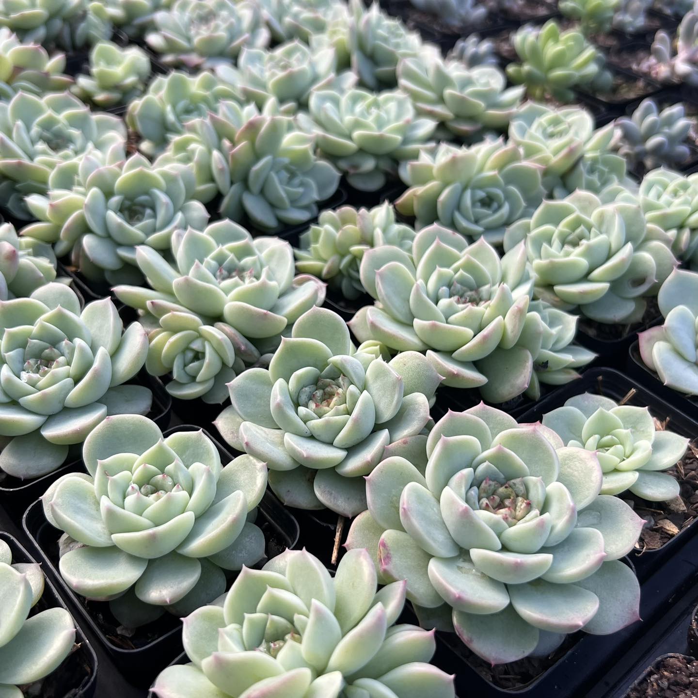 Echeveria red velvet