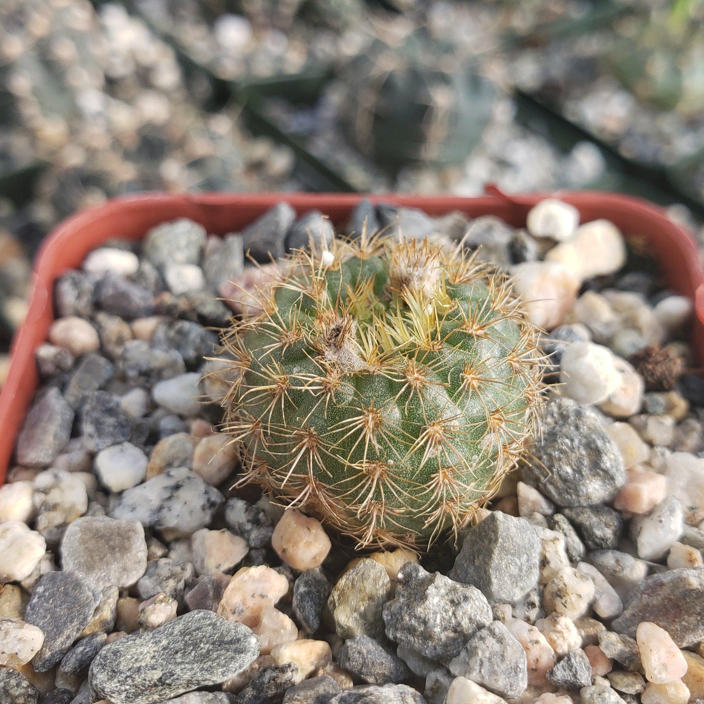 Frailea heliosa