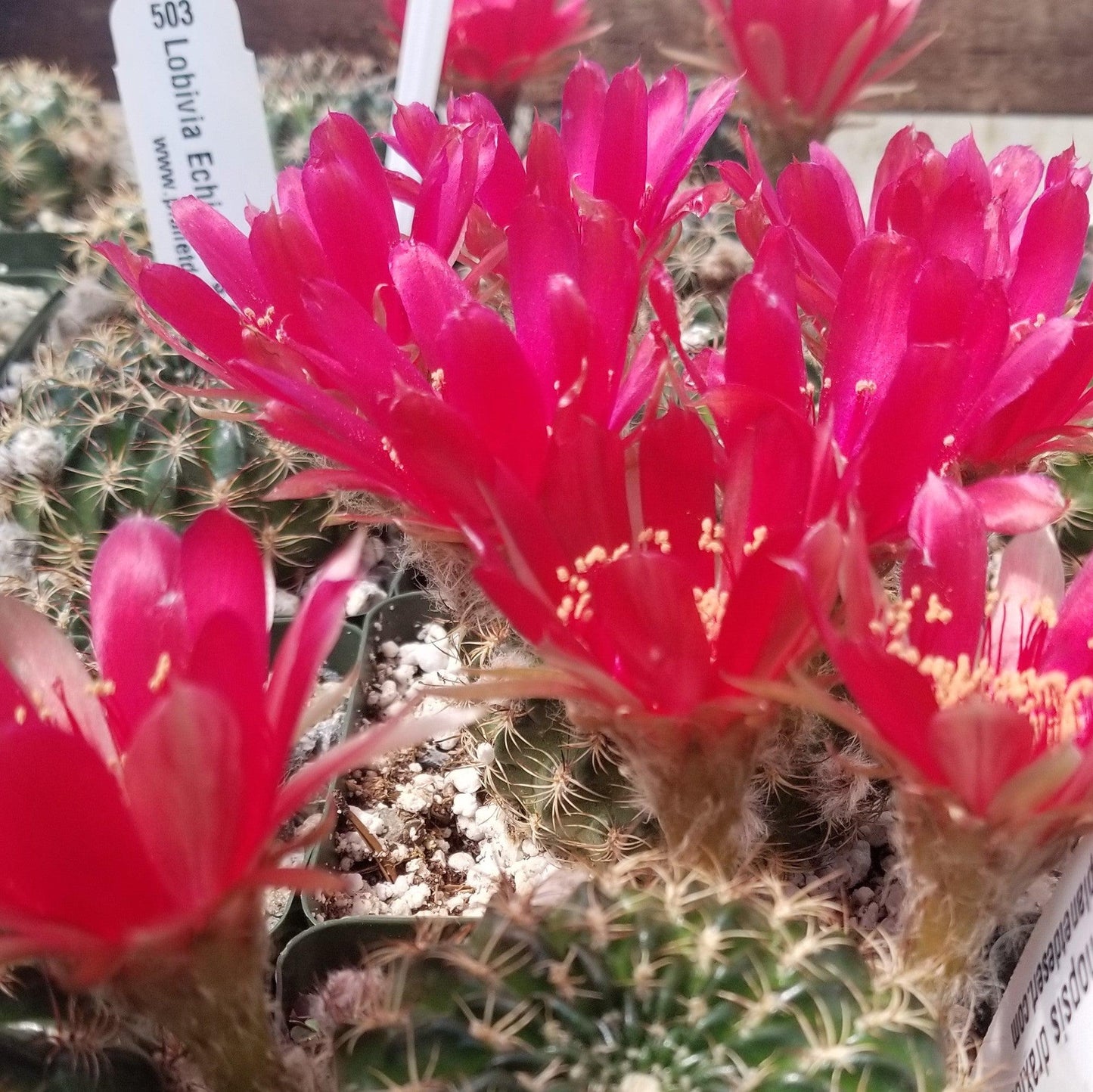 Lobivia or Echinopsis draxleriana