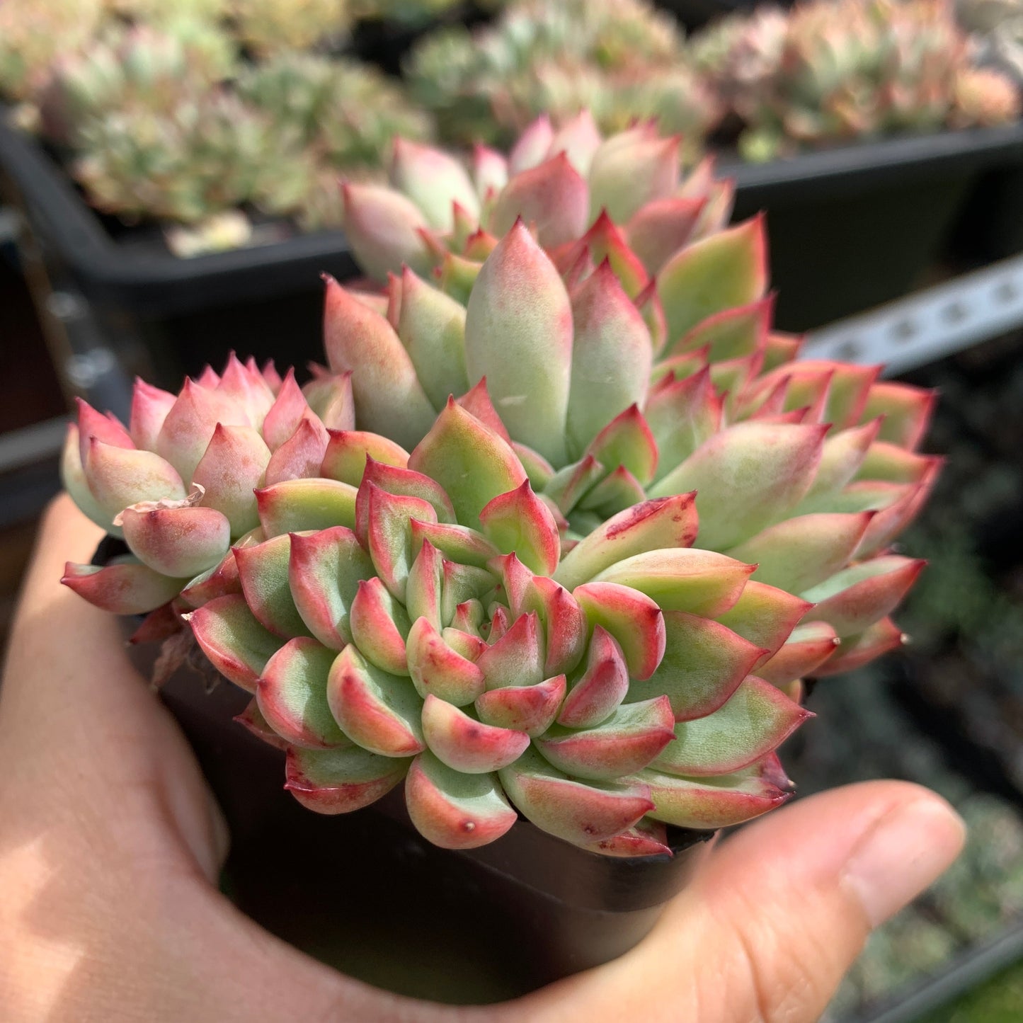 Echeveria Mebina 女雏