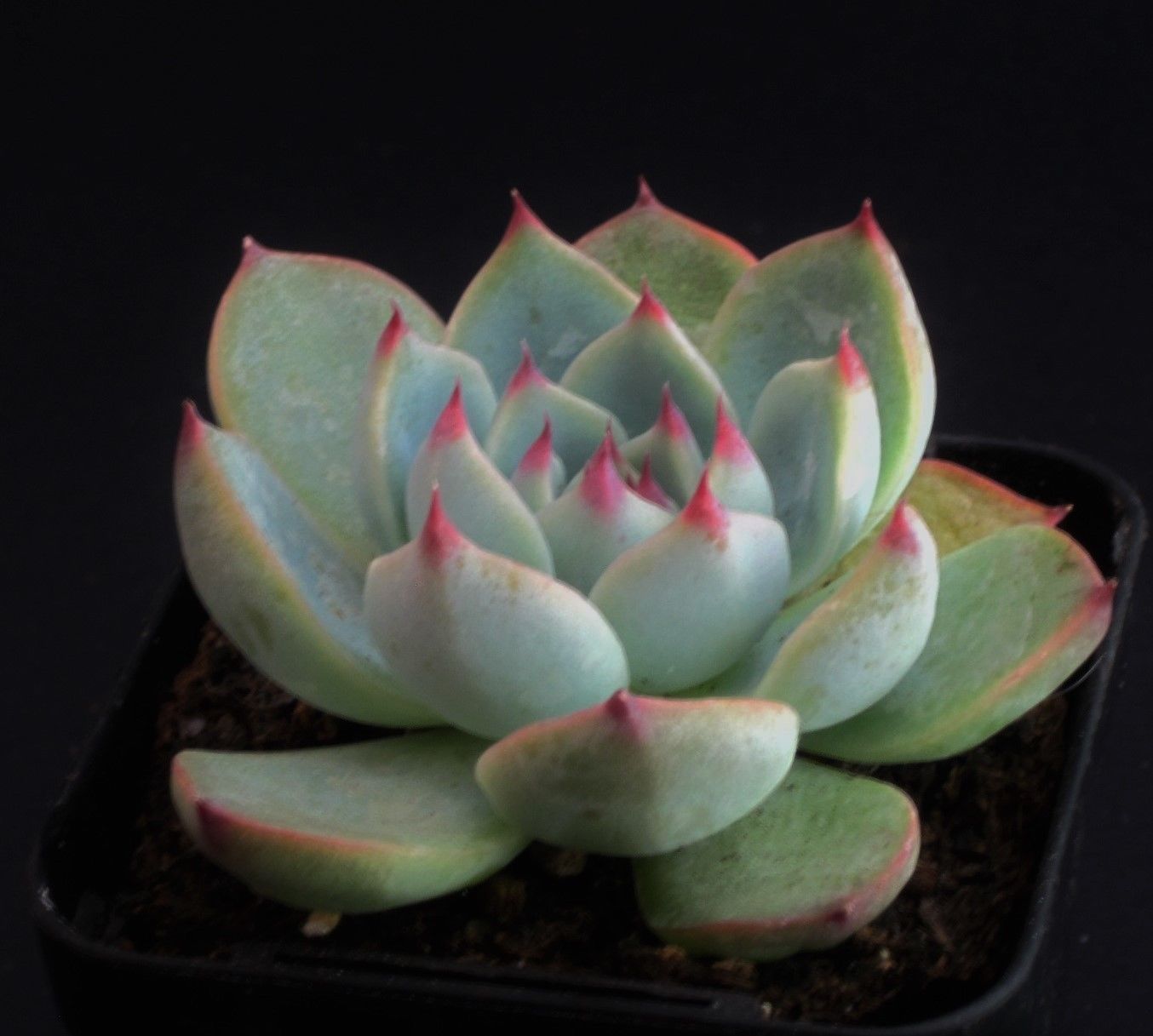 Echeveria Chihuahuensis