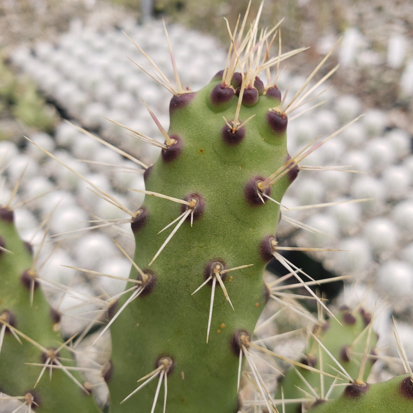 Opuntia consolea falcata