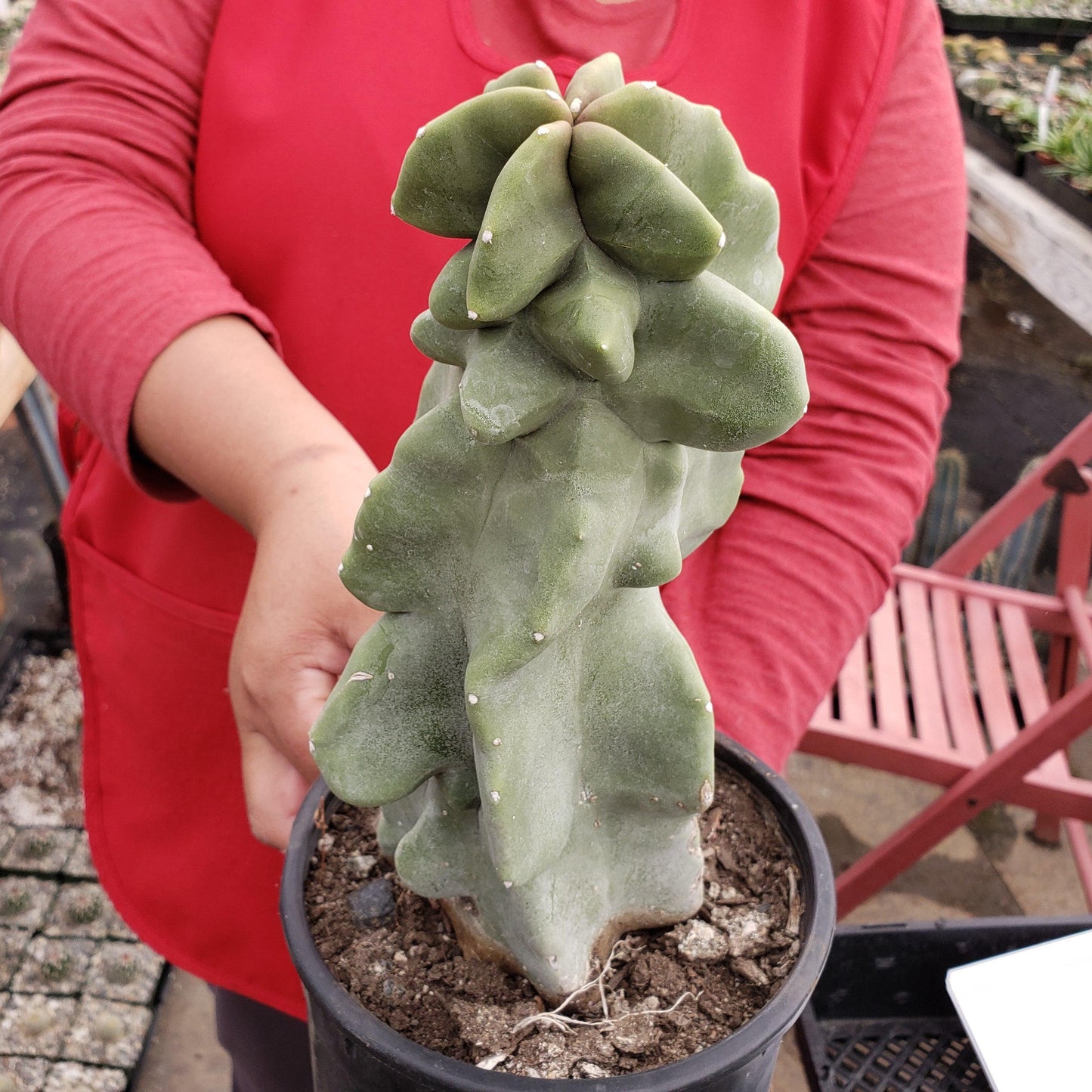 Totem Pole Cactus 'Pachycereus schottii 'monstrosus'