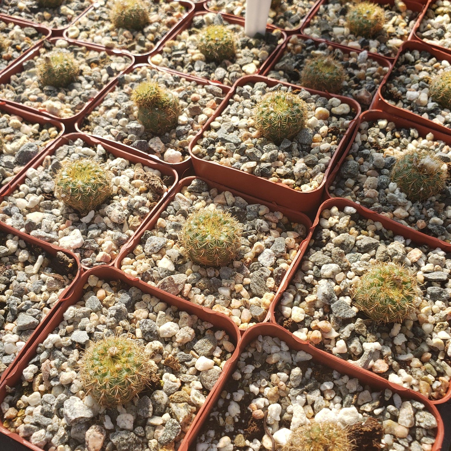 Frailea heliosa