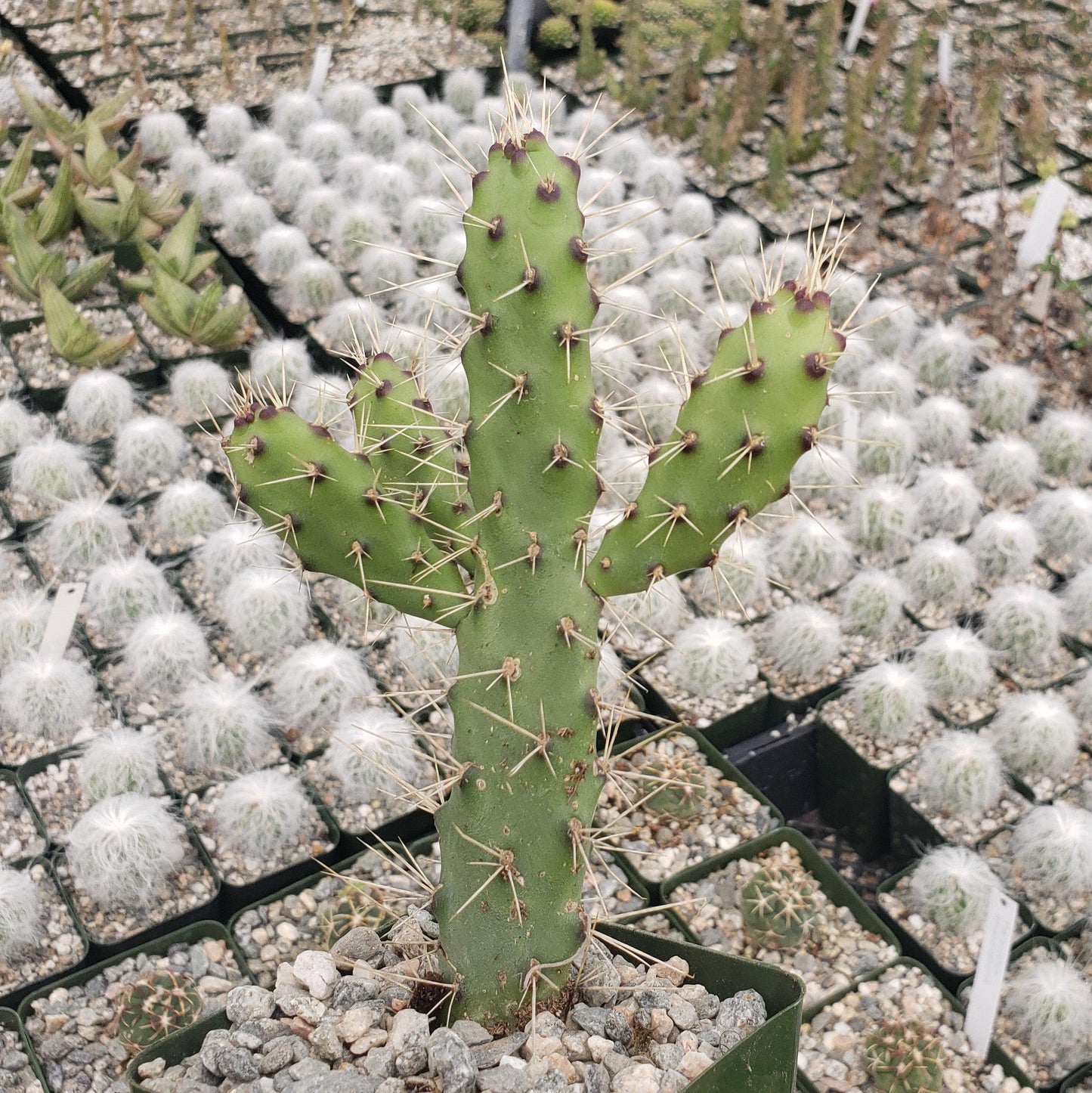 Opuntia consolea falcata