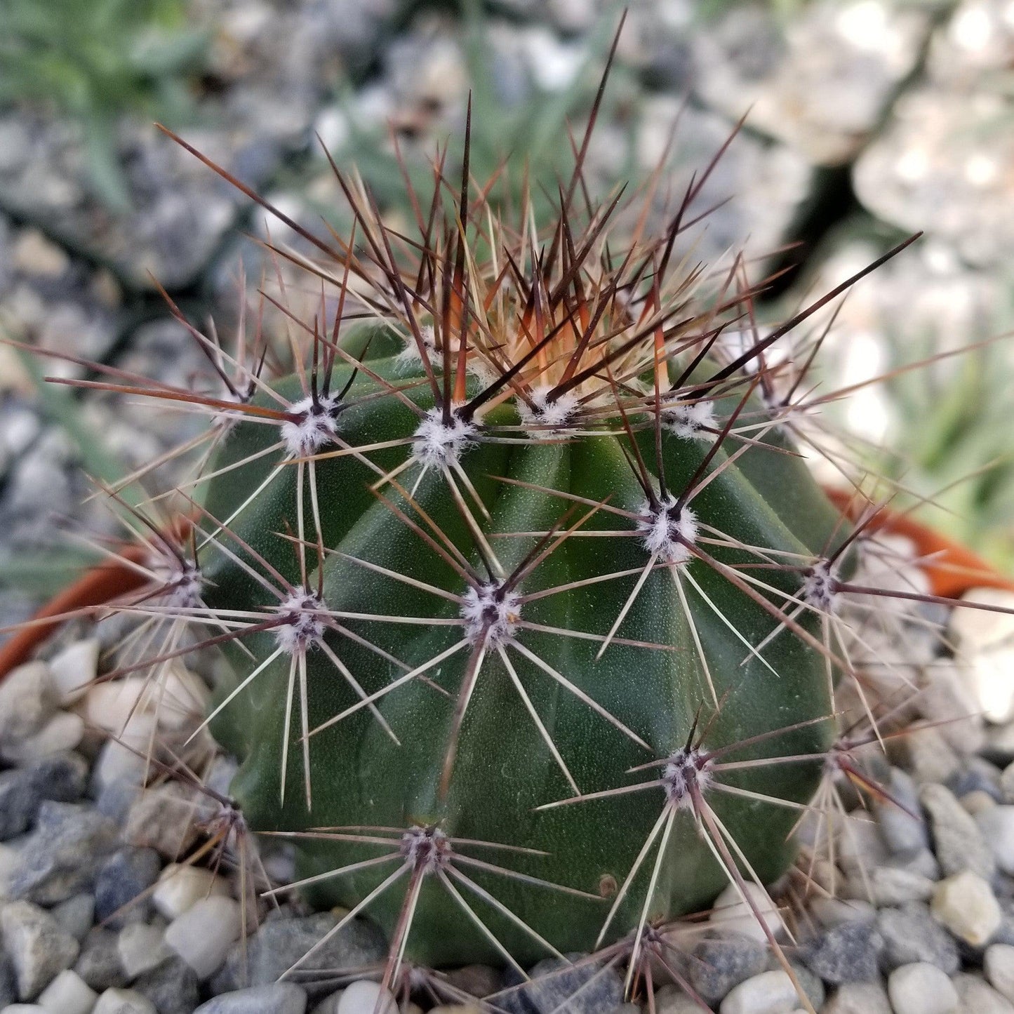 Saguaro Cactus 'Carnegiea gigantea'