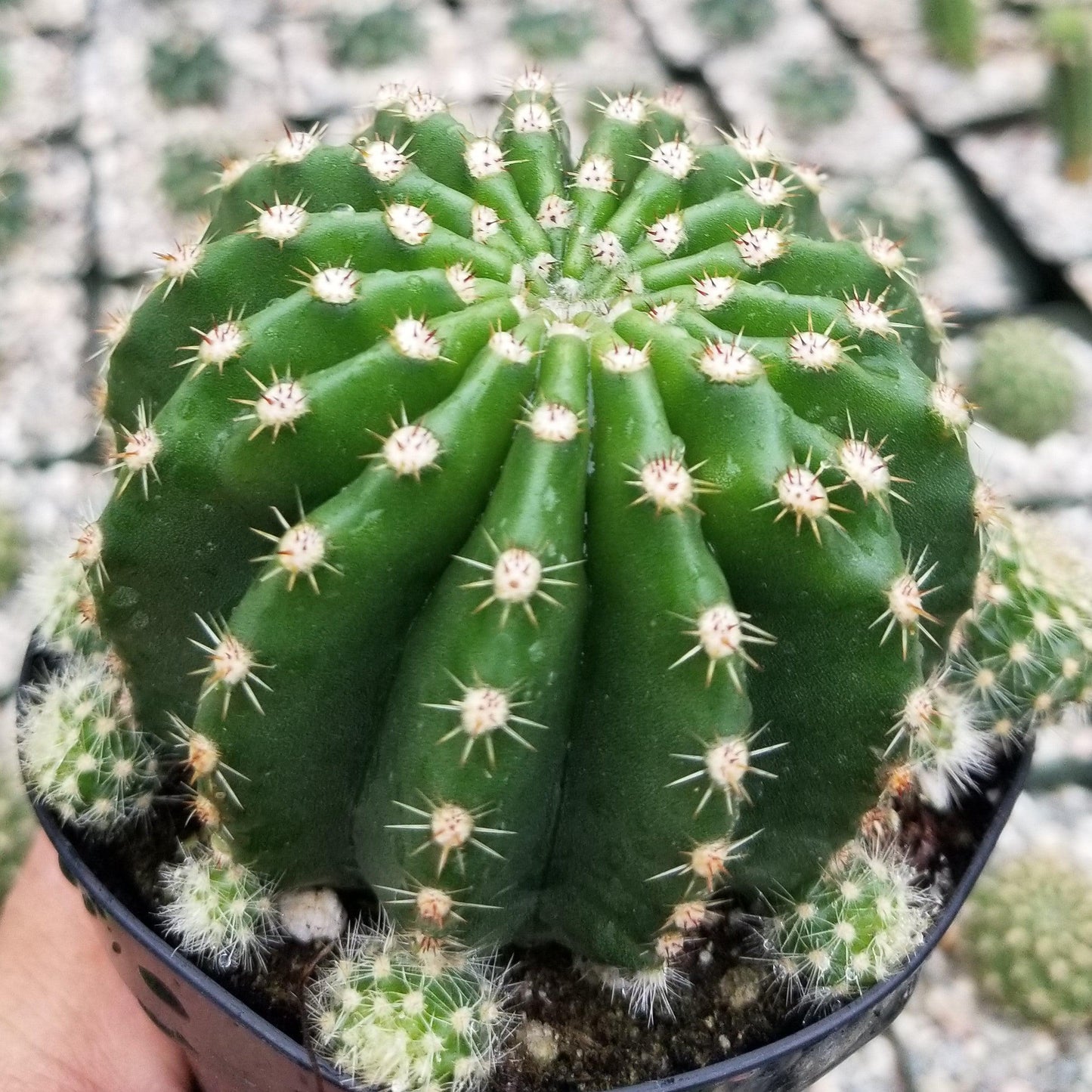 Echinobivia Hybrid Rainbow Bursts