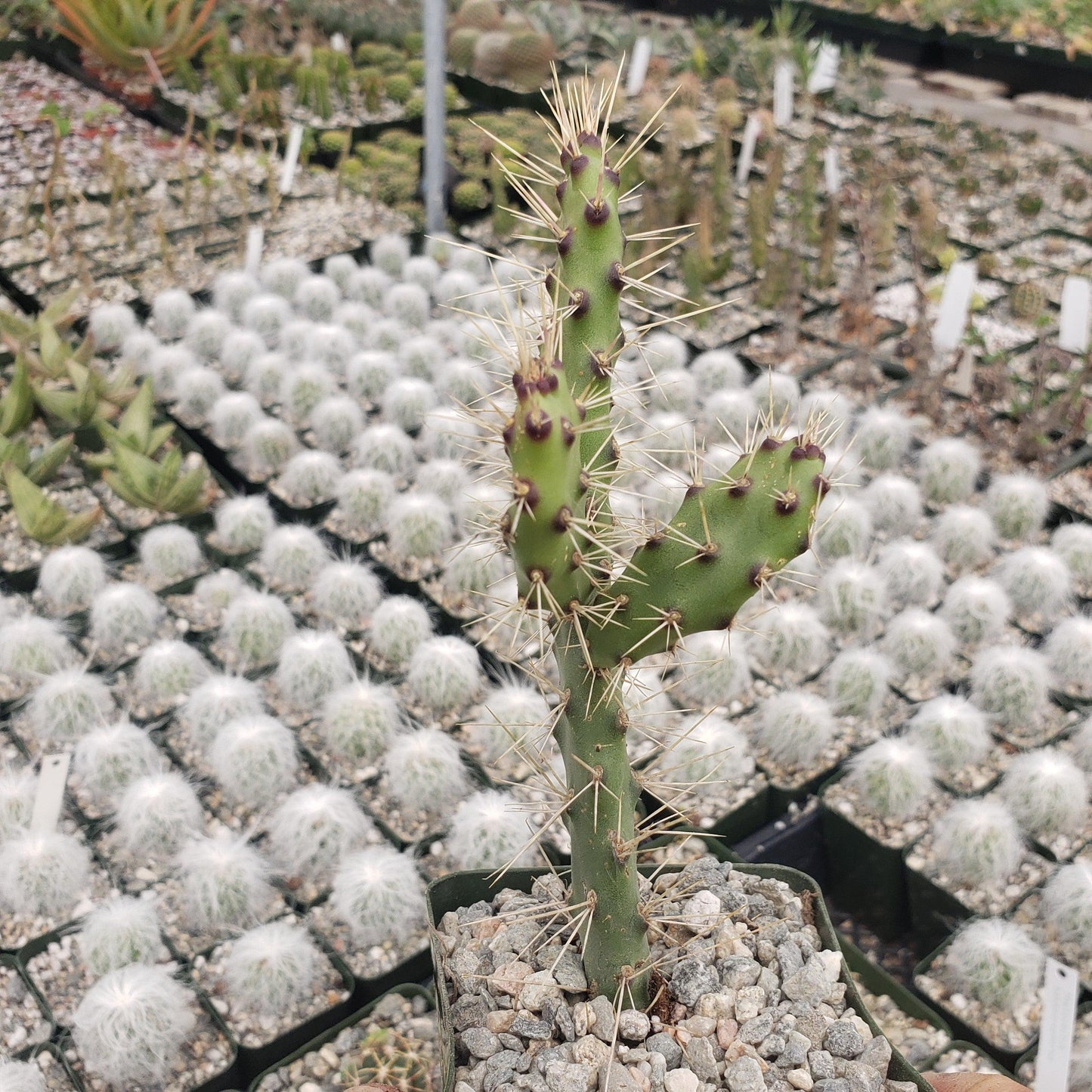 Opuntia consolea falcata