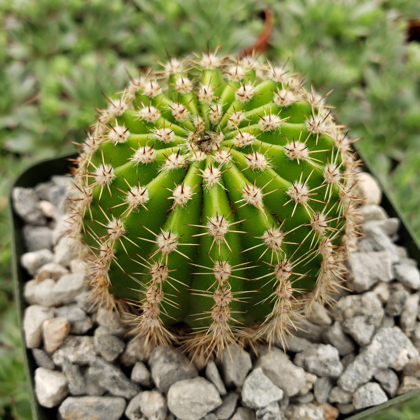 Easter Lily Cactus 'Echinopsis oxygona'