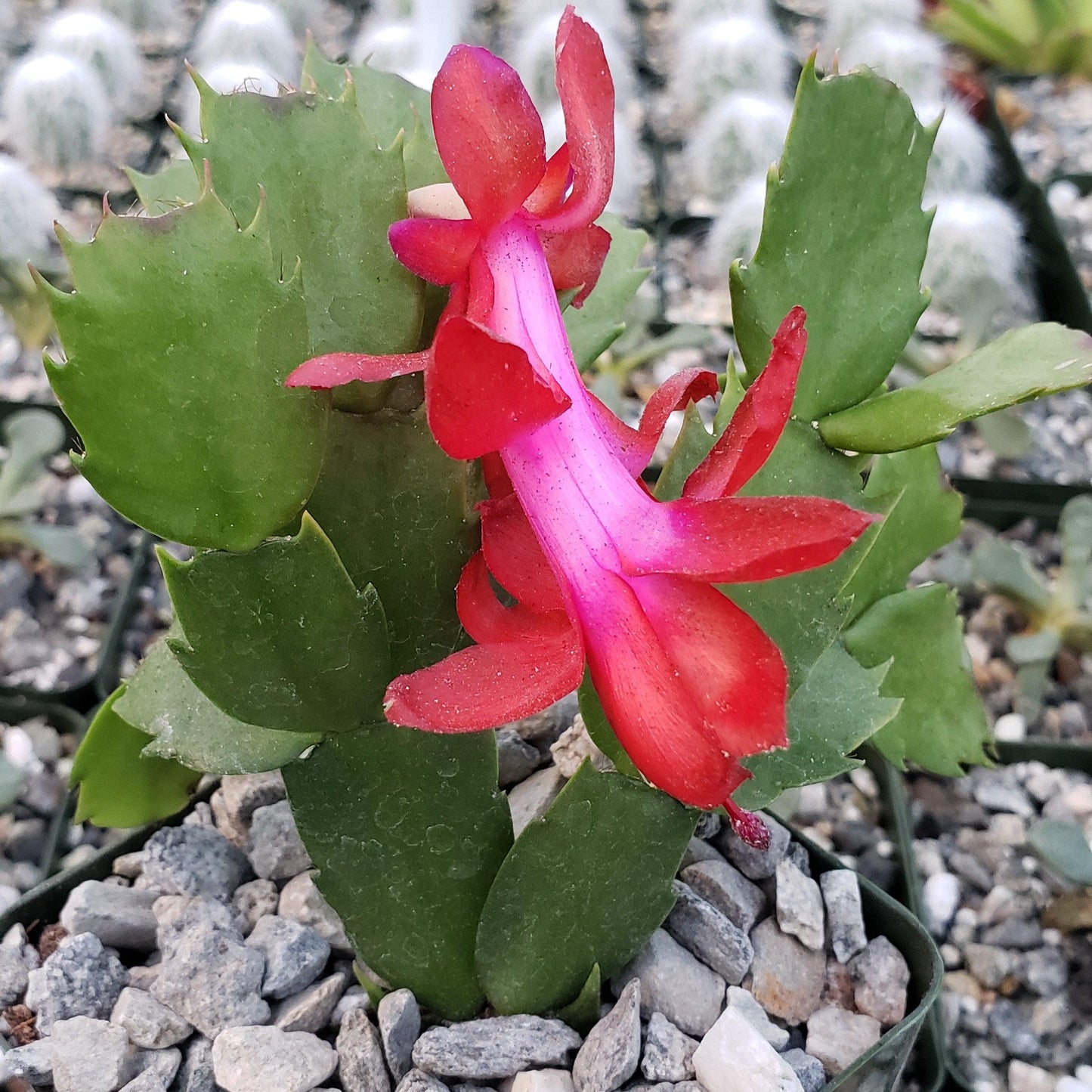 Red Thanksgiving Cactus 'Schlumbergera truncata'