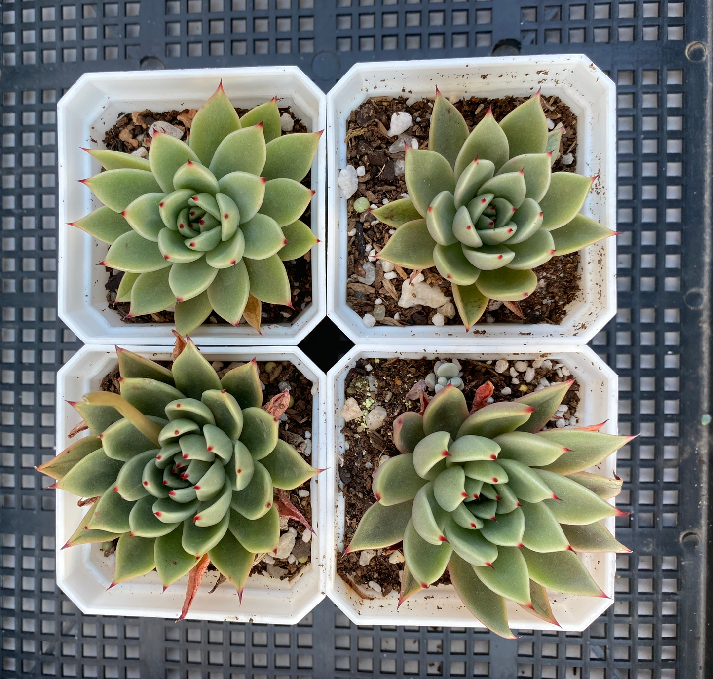 Echeveria agavoides hybrid