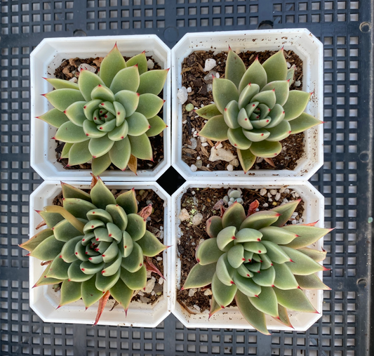 Echeveria agavoides hybrid