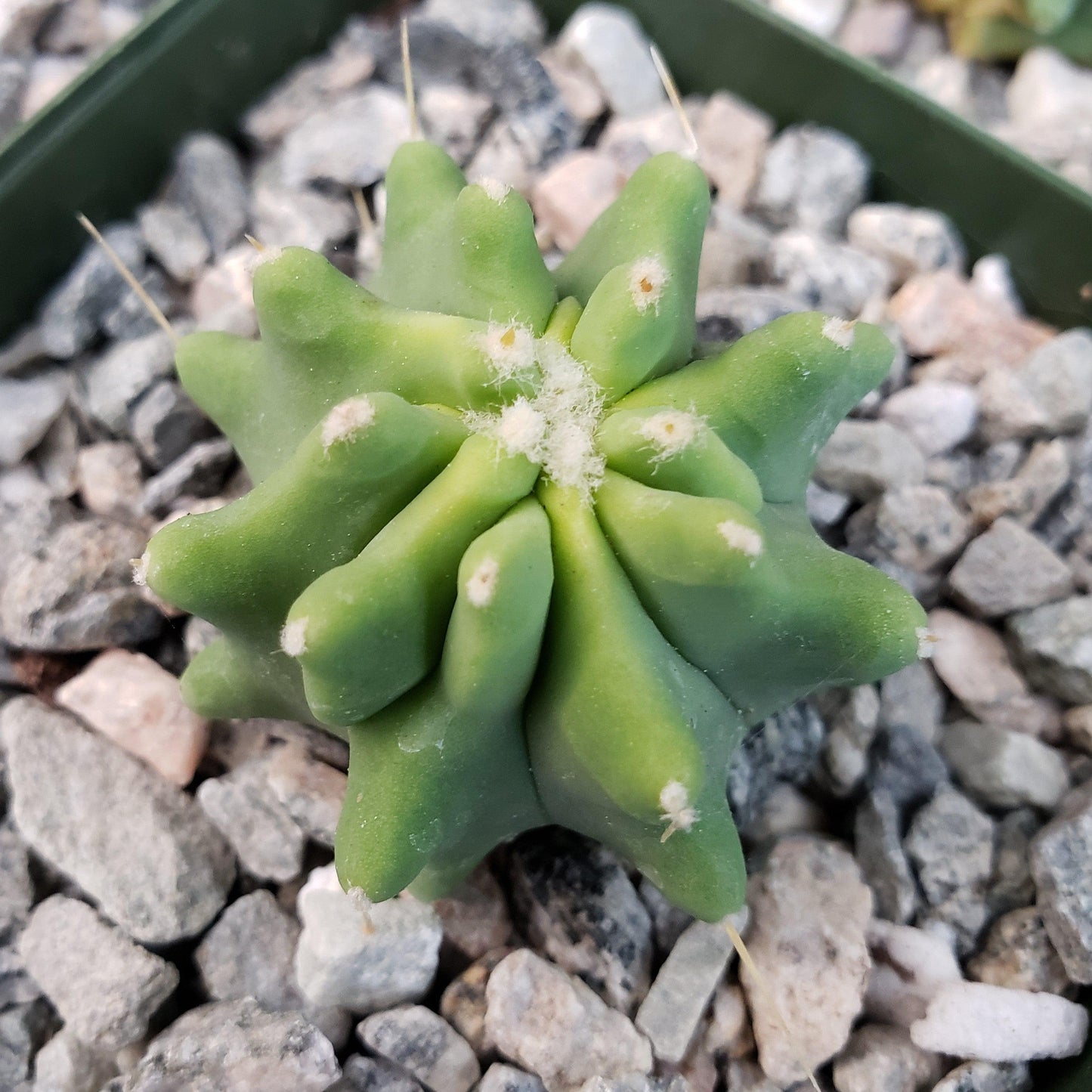 Ferocactus glaucescens 'inermis'